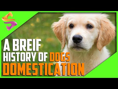 A Brief History of Dogs Domestication || Science Count