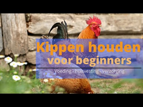 , title : 'Kippen houden in 5 simpele  stappen'