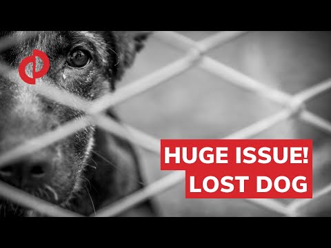 Vetco Clinics - HUGE ISSUE! medical docs altered, and registered LOST DOG was... - Image 2