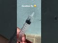 Fly in syringe (watch to the end…)