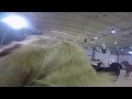 A Day At Canine College