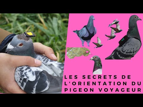 , title : 'Les secrets de l'orientation du pigeon voyageur'