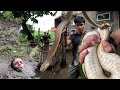 NILULUBOG SA LUPA ANG MATUKLAW NG COBRA