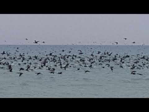 Migratory Birds in Ras Tanura ARAMCO Beach Shoreline, Kingdom of Saudi Arabia