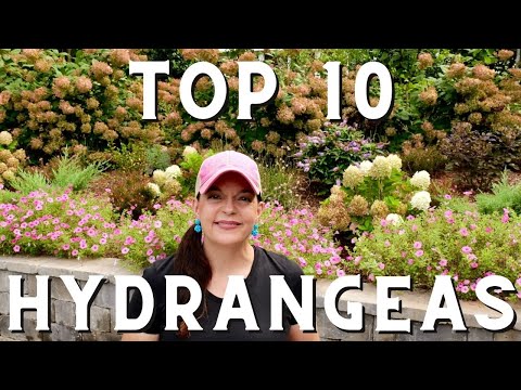 Best Hydrangeas for Every Garden | My Top 10 Picks
