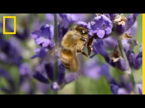 Les abeilles climatisent leurs ruches !