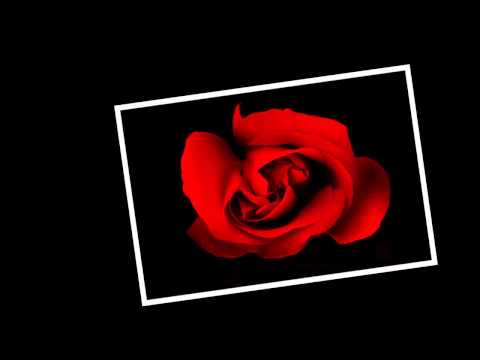 A Good Year For The Roses video