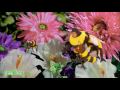 Sesame Street Baby Bear And Bees