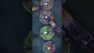 Ladies at Mekong river delta collecting and washing water lilies. They sale them later at the market