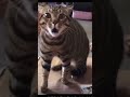 funniest thing ever 🤣🤣🤣🤣🤣 #comedy #missuniverse #laos #cat