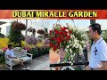 DUBAI MIRACLE GARDEN WORLD S LARGEST NATURAL FLOWER GARDEN