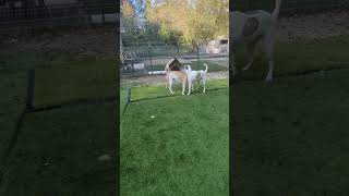 Video preview image #1 Mastiff-Unknown Mix Puppy For Sale in Calhoun, GA, USA