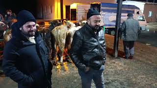 DEVELİ Belediyesi CANLI HAYVAN PAZARI .!!! KAYSERİ 10 Şubat Kaçıranların Ha.....