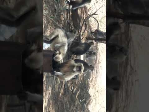 download lagu mp3 mp4 Minkay, download lagu Minkay gratis, unduh video klip Minkay