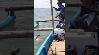 Download lagu snapper #fishing #funfishing #fishingmania #fishing #learningtofish #angler mp3