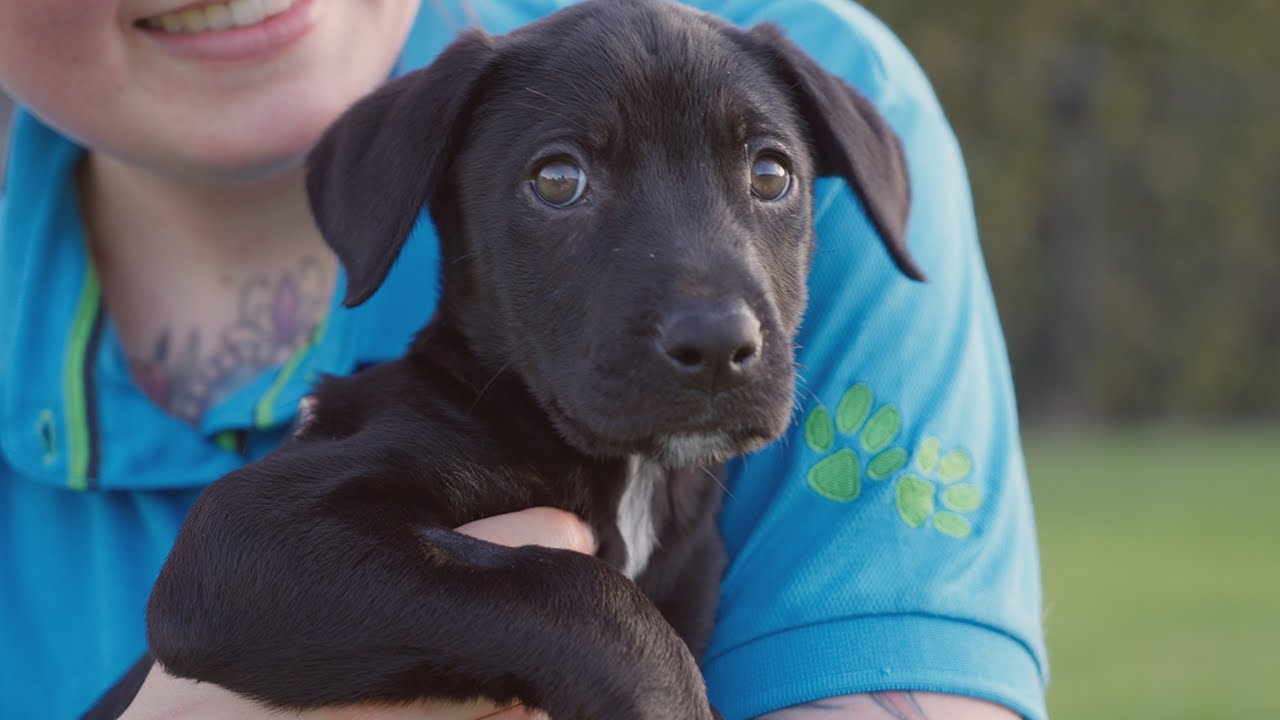 For the Love of Pets trailer