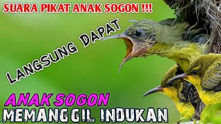 Download lagu suara anak sogon memanggil indukan buat pikat sogon,, suara pikat anak sogon paling ampuh mp3