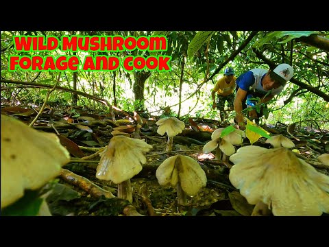 Wild mushroom forage and cook Part 1