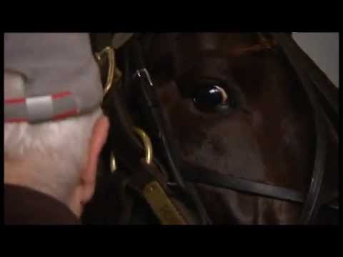 Prix du Bourbonnais : le retour de Ready Cash à Vincennes