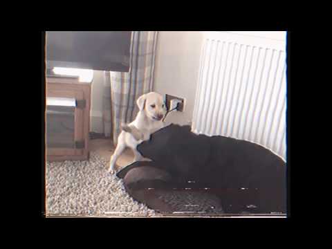 Olive and Mabel - From The Sporting Archives