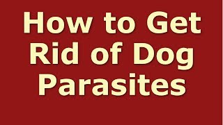 How to Get Rid of Dog Parasites | Dog Parasite Treatment