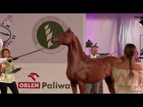 N 134 EL WIKTORIO   2020 PRIDE OF POLAND   42nd Arabian Horse National Show   4 6 Years Old Stallion