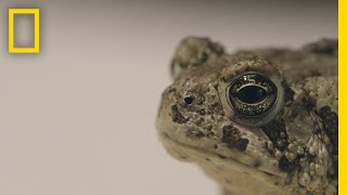 Can We Save These Rare Toads From Extinction?