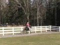 Rocky Mountain Stallion CGF Absolutely Incredible