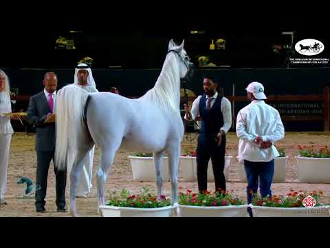 N 182 OM EL AKIMA   The Kingdom International Championship For AH 2022   Mares 10+ Years Old Class 6
