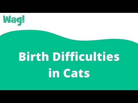 Birth Difficulties in Cats | Wag!