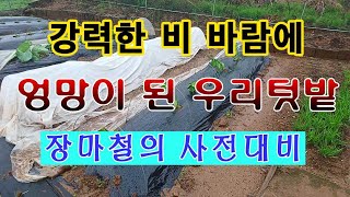 [텃밭농부. 1,033]  강력한 비 바람에 엉망이 된 우리텃밭. 장마철 대비