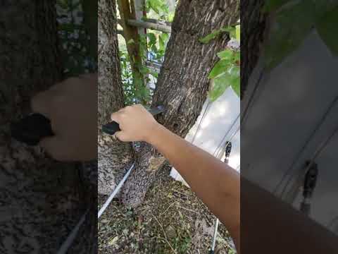 How to kill a tree :p