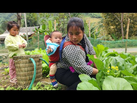A poor, homeless single mother with her two small children harvests vegetables and guavas to sell