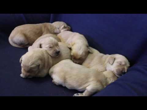 Kammy Girls  - 1 Week Old