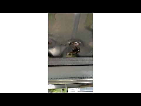YouTube video about Unveiling the Appearance of Hornets: A Fascinating Insight