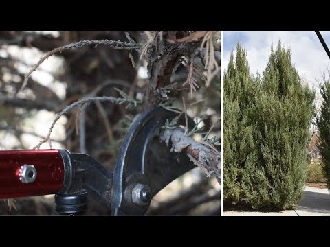 Pruning Evergreen Trees - Spring Cleanup