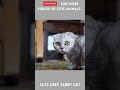 Gray Persian Tabby Cat Meowing Tabby Kitten Catshorts