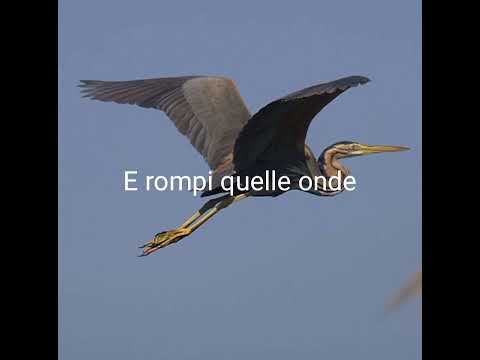 Nomadi - Gli aironi Neri - Testo