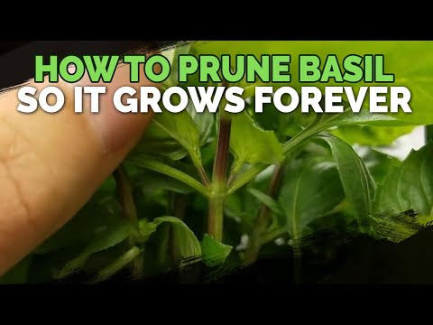 How to Prune Basil for Fuller and Longer Growth