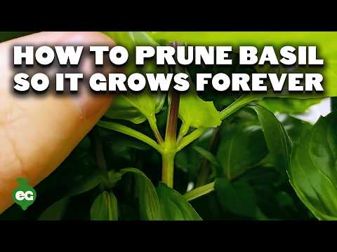 How to Prune Basil for Fuller and Longer Growth