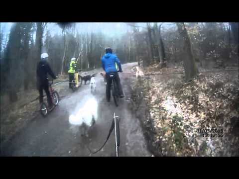 Dogscooter 01 03 2015 Frauenstein