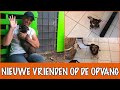 Ontmoet het nieuwe hondje Randy! | DierenpraatTV