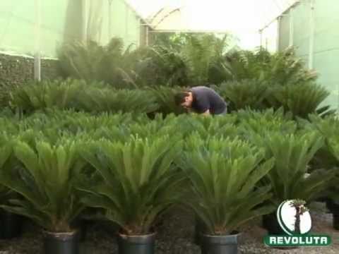 Programa Sport Machine - Revoluta Plantas