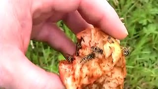 Playing With Yellow Jacket Wasps Bees - Petting A Wasp &amp; Dispelling The FEAR of Getting Stung