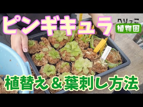 バターワート、ピンギキュラ 植物