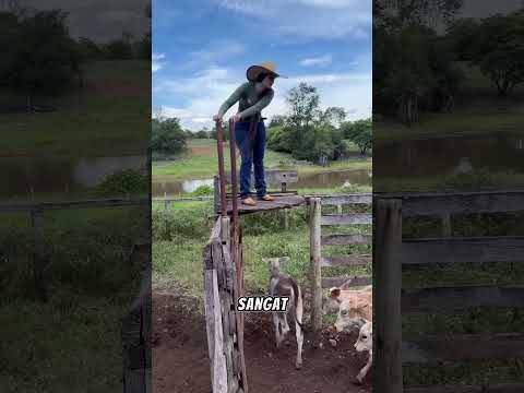 🐄😱 Gadis Ini Sendirian Mengendalikan Ratusan Sapi! #shortvideo