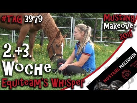 Mustang Makeover - Woche 2 + 3 mit Equiteam's Whisper - TAG 3979