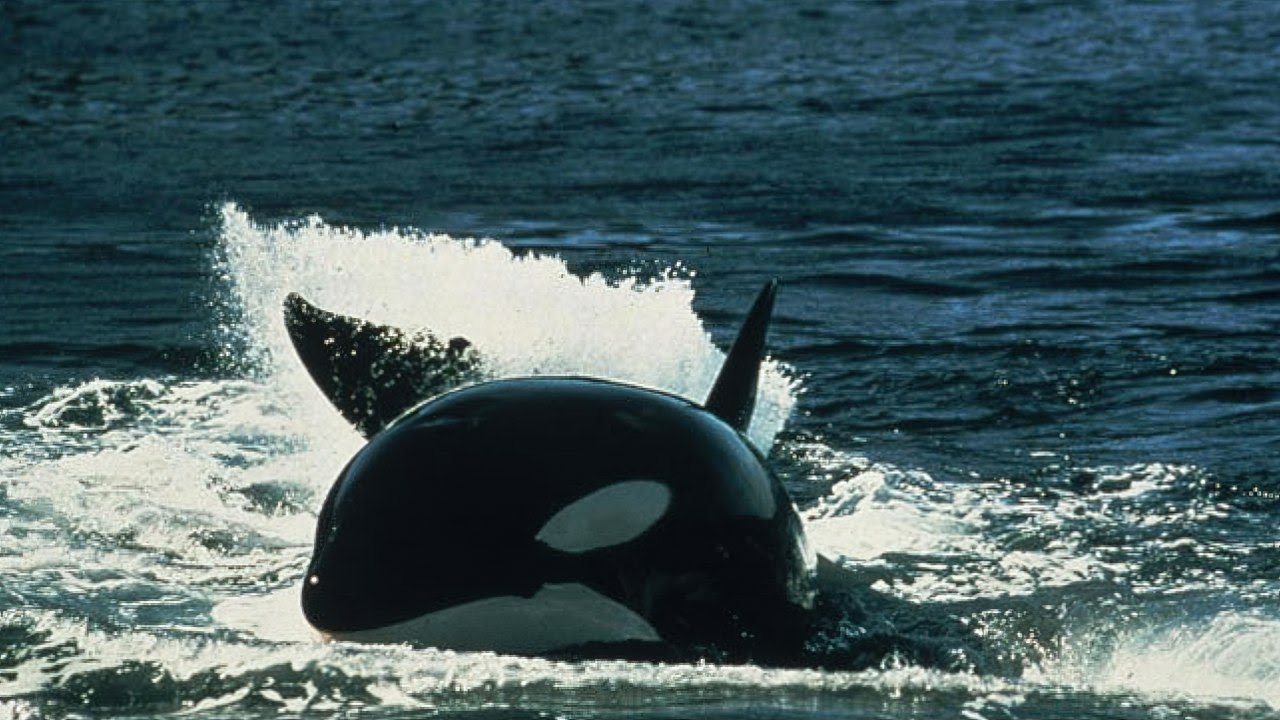 Killer Whales (Japanese audio)
