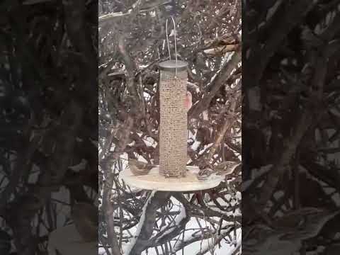 Sherrie's Bird Sanctuary: Common Redpolls #Shorts