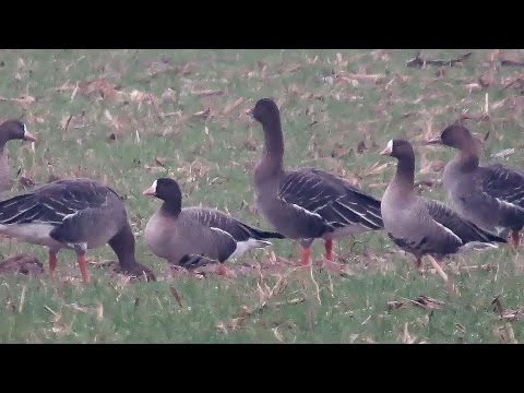 Husa malá (Anser erythropus) — Lesser White-fronted Goose v Českej republike